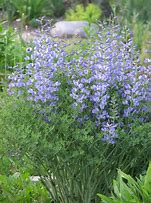 Image result for Baptisia australis var. minor