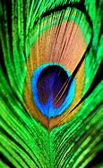 Image result for Peacock Feather Phone Wallpaper