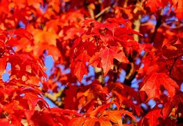 Image result for Bright Colored Maple Tree