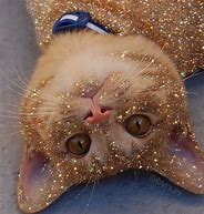 Image result for Glitter Cat