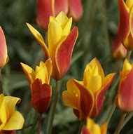 Image result for Tulipa clusiana