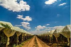 uva da tavola azienda agricola spronati giuseppe uva da tavola italiana uva da tavola azienda agricola spronati giuseppe uva da tavola italiana