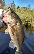 Image result for Lake Fazon Bass Fishing