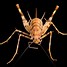 Image result for Cave Cricket