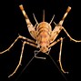 Image result for Chinese Cave Cricket