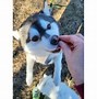 Image result for Fat Husky Dog Meme