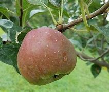 Image result for Jonafree Apple Tree