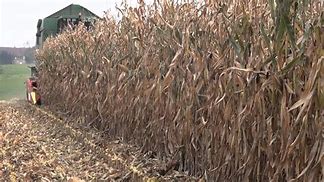Image result for Drago Corn Head Problems