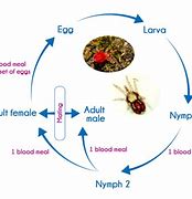 Image result for Chigger Life Cycle Timing Chart
