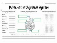 Image result for Parts of the Digestive System Worksheet