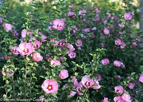 Image result for Hibiscus syriacus Summer Ruffle