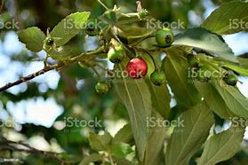 Image result for Muntingia Calabura Big Fruit