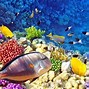 Image result for Indonesia Marine Life