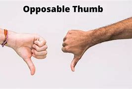 Image result for Define Opposable Thumb