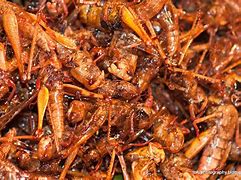 Image result for DIY Cricket Food