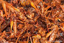 Image result for Carolina Cricket Food