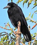 Image result for Rook Corvid