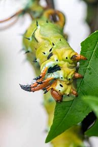 Image result for Largest Caterpillar
