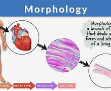 Image result for Difference Between Anatomy and Morphology