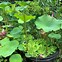 Image result for Grow Lotus Indoor