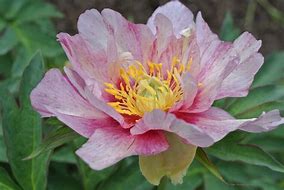 Image result for Paeonia itoh Sonoma Blessing
