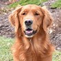 Image result for Red Dog Braveyr