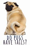 Image result for Pug Tail