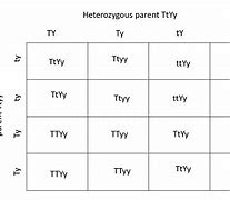 Image result for Homozygous Genotype Example