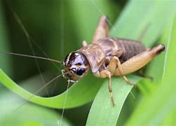 Image result for Cricket Chirp Texas