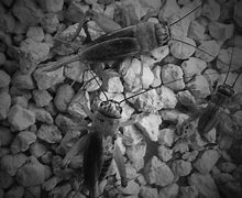 Image result for Types of Crickets in the World