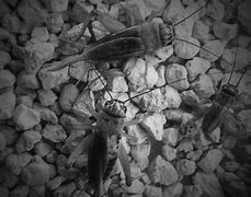 Image result for Crickets Waiting