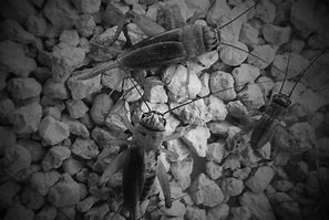 Image result for Crickets Chirping Animated