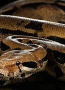 Image result for Amazon Rainforest Boa Constrictor