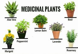 Image result for Herbal Medicine vs Pharmaceutical Medicine