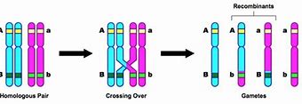 Image result for Autosomal Linkage