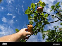 Image result for Apple Tree Picking