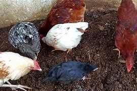 Image result for gallinaza