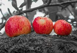 Image result for Apple Red Colour