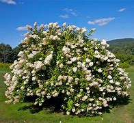 Image result for Fragrant White Flowering Tree