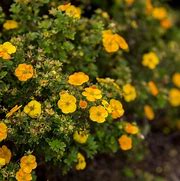 Image result for Potentilla fruticosa MANDARIN TANGO