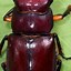 Image result for Bugs That Look Like Beetles