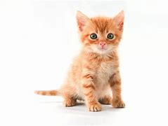 Image result for Cute Fluffy Kitty Cat