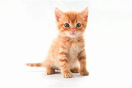 Image result for Orange and White Cat