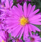 Image result for Aster Barbados (r)