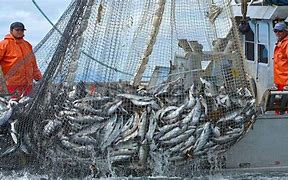 Image result for Gaint Wide Fishing Net