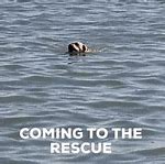 Image result for Water Rescue Meme