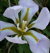 Image result for Iris unguicularis Walter Butt