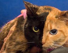 Image result for Cat Surgery Form
