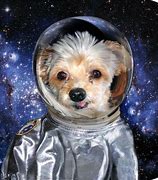 Image result for Space Cats and Dogs