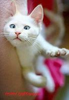 Image result for White Cat Hind Legs Meme